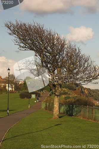 Image of Windswept tree on a coastal path