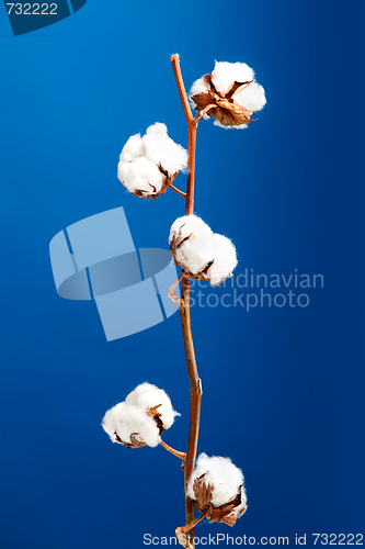 Image of Cotton plant