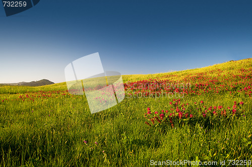 Image of Flowery field