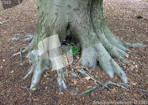 Image of trunk of old beech tree