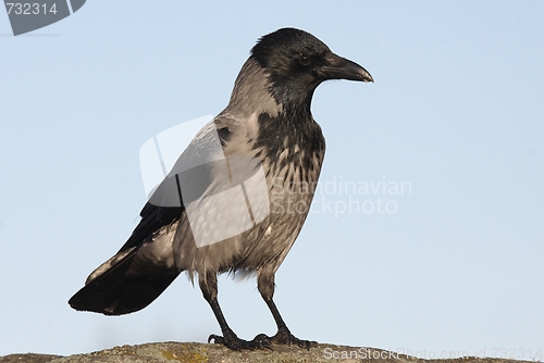 Image of Hooded Crow