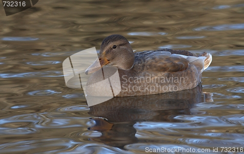 Image of Mallard in the water