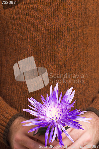 Image of Flower With Copyspace