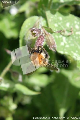 Image of Bumblebee Closeup