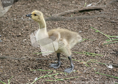 Image of Fluffy Duckling