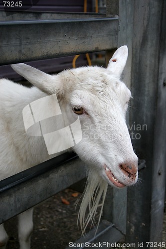 Image of Goat Through Gate