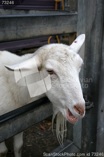 Image of Smiling Goat