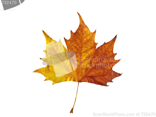 Image of Maple leaf