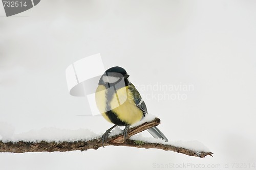 Image of great tit