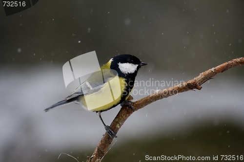 Image of great tit