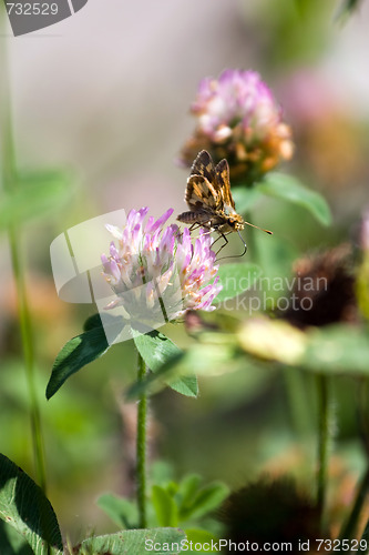 Image of Moth Drinking Nectar