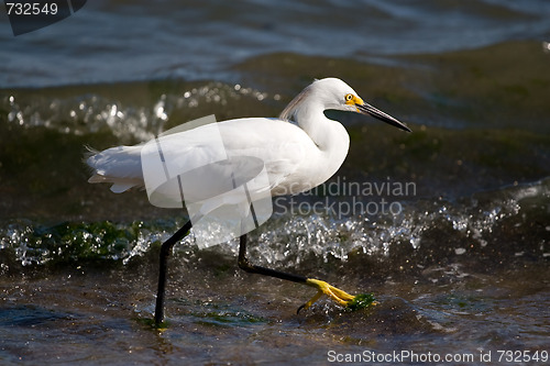 Image of Snowy Egret