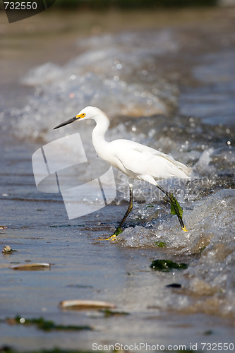 Image of Snowy Egret