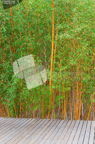 Image of Bamboo forest in a park 