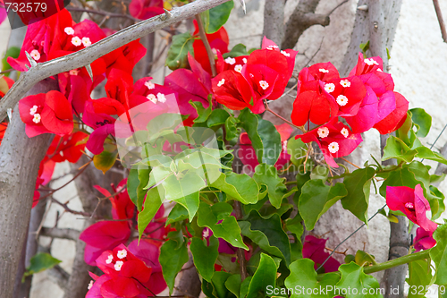 Image of  Red flower branch