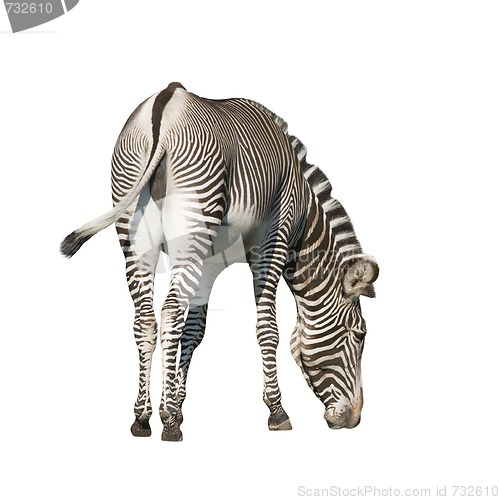 Image of Zebra