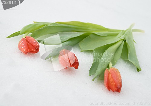 Image of Tulips on snow