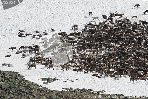 Image of Herd of reindeers