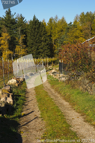 Image of Country road in Autumn