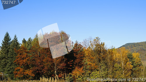 Image of Treetops in Autumn against the blue sky