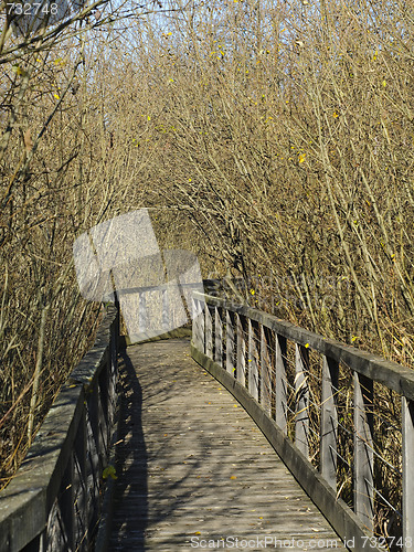 Image of Walking path in the forest