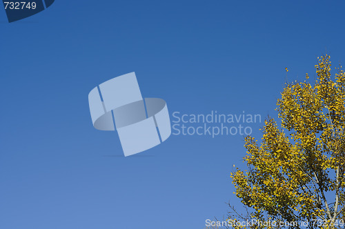 Image of Treetop in Autumn against the clear blue sky