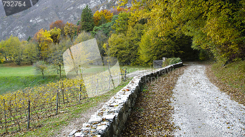 Image of Country road in Autumn