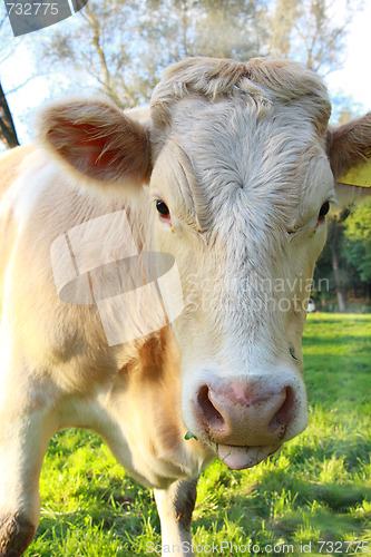 Image of cow on pasture