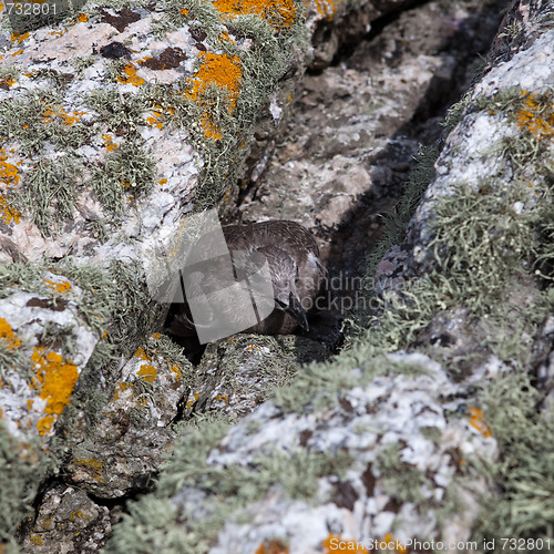 Image of Young Bird