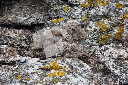 Image of Death bird