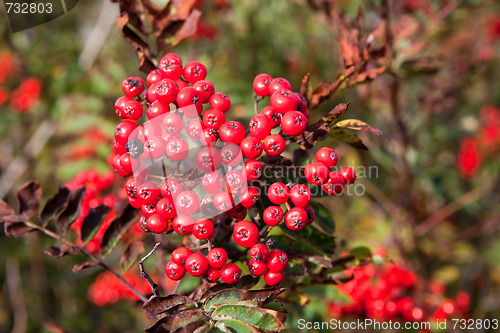 Image of Rowanberry 