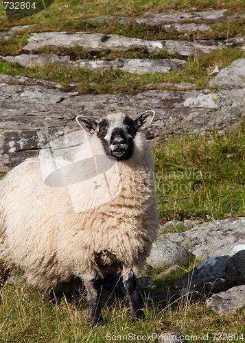 Image of Rutting sheep 