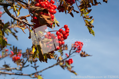 Image of Rowanberry 