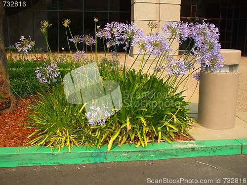 Image of Agapanthus Flowers