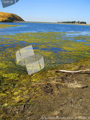 Image of Green Algae