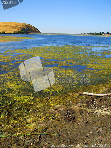 Image of Green Algae