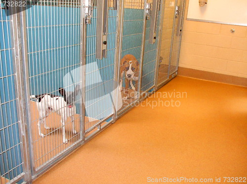 Image of Animal Shelter Dogs