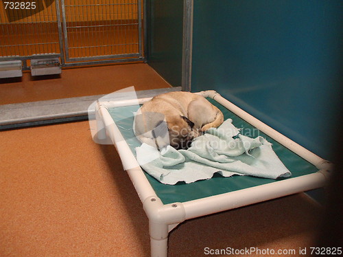 Image of Animal Shelter Dog