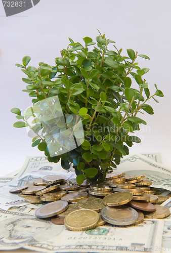 Image of Plant growing in coins