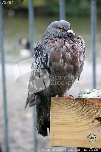 Image of Pigeon in the Rain