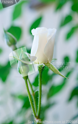Image of single white rose