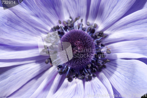Image of purple flower