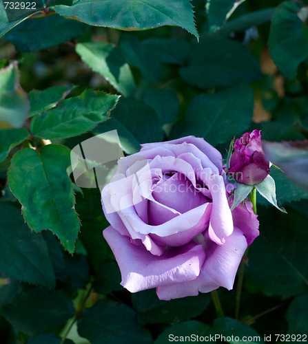 Image of purple rose