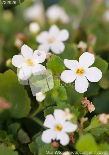 Image of little white flowers