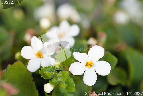 Image of little white flowers