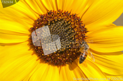 Image of bee on perfect sunflower