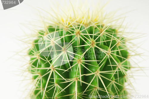 Image of cactus Closeup