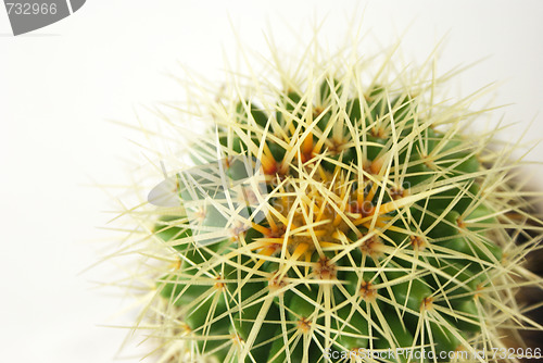 Image of cactus Closeup