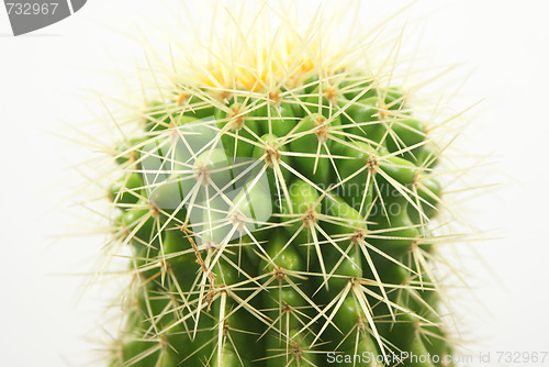 Image of cactus Closeup