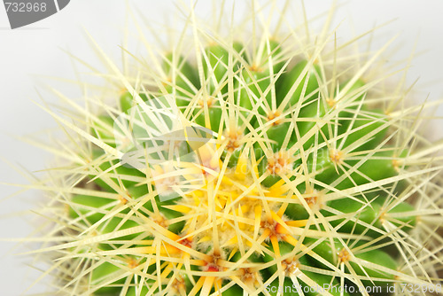 Image of cactus Closeup